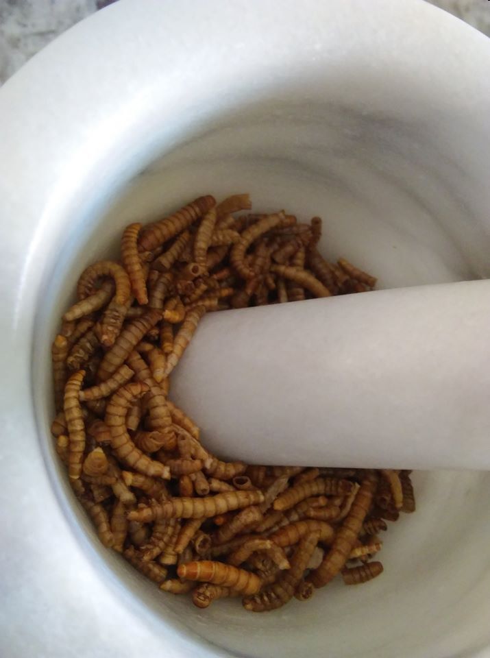2mealworms